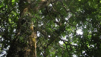 A 700-or-more-year-old grandmother tree at Sai Sanctuary. Courtesy Sai Sanctuary