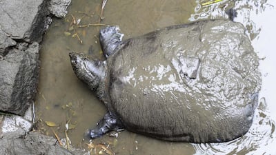 The female Yangtze giant softshell turtle at Suzhou Zooin China's eastern Jiangsu province. AFP