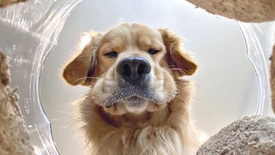 Highly Commended: 'The Moment You Realise You’ve Gone Through Half A Jar of Snacks' by Candice Sedighan.