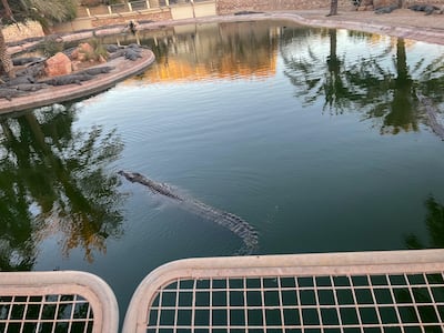 Crocodiles can live for up to 80 years. Ghaya Ben Mbarek / The National