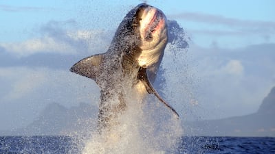 Great white shark breaching near Seal Island, False Bay, South Africa. Getty Images