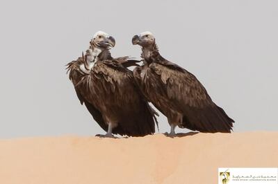 Conservationists hope to make the reserve 'not only an area where vultures feed, but also breed'. Photo: DDCR