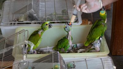 A veterinarian feeds parrot chicks that were recovered by highway police from the trunk of a car, in Jundiai, Brazil. AP Photo