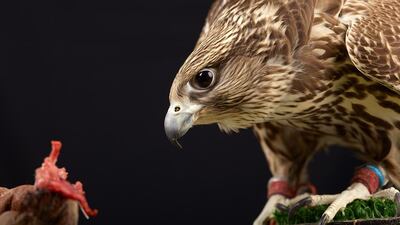 The Falcons of Arabia: Columbia Threadneedle Collection will be open to the public at Emirates Palace for 30 days in the East Wing Corridor.