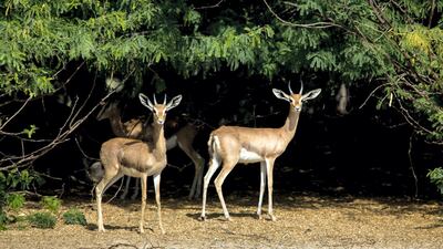 Jubail Island in Abu Dhabi is home to an array of wildlife.