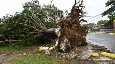 A tree ripped from the ground by Hurricane Melissa in St Catherine, Jamaica, which has made landfall as a category five storm. AFP