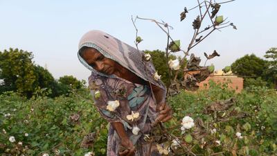 Indian farmer Kamlaben harvests her damaged cotton crop. Sam Panthaky / AFP