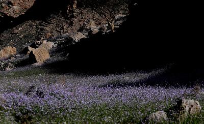 Wild flowers growing in the Ru'us Al Jibal mountains on the Musandam border. Musha Muscat, the online Quran, is illustrated with Omani flowers. Satish Kumar / The National