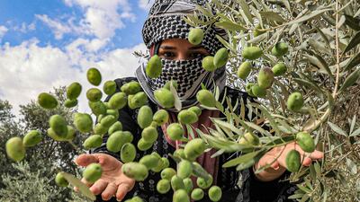 A woman harvesting olives in Khan Yunis in the southern Gaza Strip. AFP
