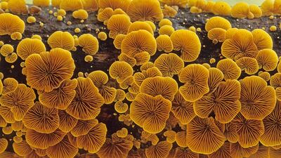 Mr Endy from Singapore won a silver in the Plants and Fungi category. He took a picture of Crepidotus fungus at Windsor Nature Park in Singapore