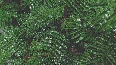 The ghaf tree could allow scientists to branch out when developing new skincare products. Photo: Adobe