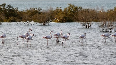 Flamingos stand in a water reservoir.
