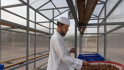 Dabbas, fard and khalas are some of the varieties grown at the farm