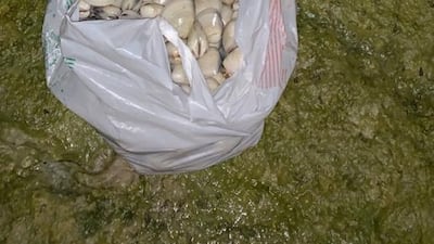 Action is being taken to tackle illegal oyster trade in Abu Dhabi. Courtesy: Environment Agency Abu Dhabi