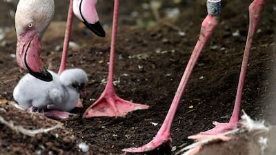 Flamingos tend to their fledgling at the zoo in Rome. In the past three weeks, five flamingo fledglings hatched at the zoo. AFP