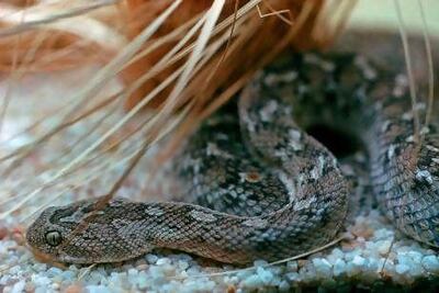 Saw-scaled viper