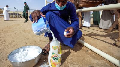 A baby bottle is filled for a calf.