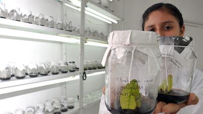 Different varieties of cocoa that being studied at a Tropical Agriculture Institute laboratory in Juanjui. Cris Bouroncle / AFP