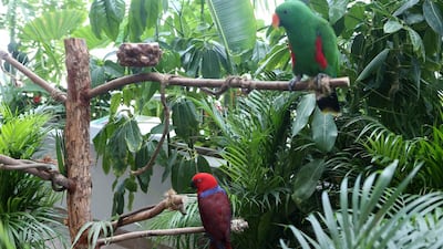 Birds inside the Indoor Green Planet Dubai at the City Walk area in Dubai.