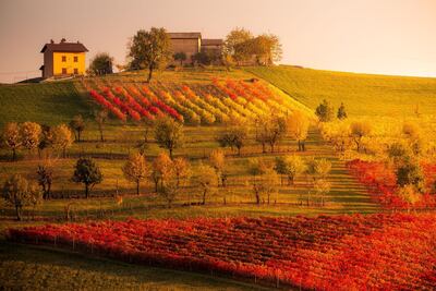 Vineyards in Castelvetro, Modena. Courtesy Getty
