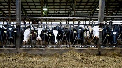 The price of milk in the US is likely to increase next year to up to $8 a gallon from current levels of about $3.75. Daniel Acker / Bloomberg News