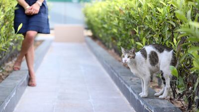Residents of Al Bandar community, at Al Raha Beach. have come together to save Honey, a stray cat that lives on the site, from being removed. Khushnum Bhandari / The National