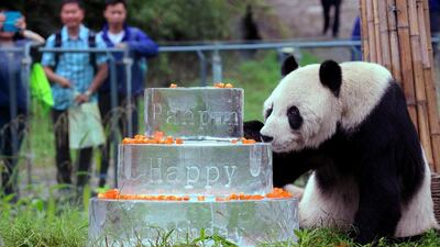 Pan Pan sniffis a birthday cake made of ice for his 30th birthday at the China Conservation and Research Centre for the Giant Panda in Dujiangyan, Sichuan Province, in 2015. AFP