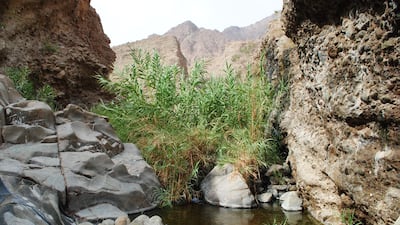 Wadi Wurayah National Park in Fujairah. Photo: Emirates Wildlife Society