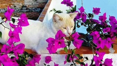 Pet owners can keep their homes green without risking the health of their furry companions. Carl Campbell / Unsplash