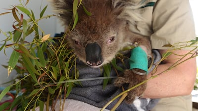 A veterinarian tends to a koala rescued from an area affected by wildfires on board a Royal Society for the Prevention of Cruelty to Animals (RSPCA) triage van in Bairnsdale, East Gippsland, Australia. Bloomberg