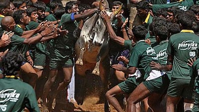 Villagers try to control a bull during a bull run on the outskirts of Madurai town, about 300 miles from the Indian city of Chennai on Monday.