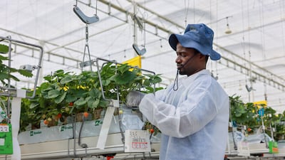 Lessons learnt during the Covid-19 pandemic are helping to boost food security in the UAE and wider GCC. Victor Besa / The National
