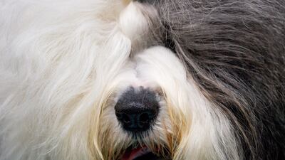 An Old English Sheepdog is photographed on the third day of the Crufts Dog Show, at the Birmingham National Exhibition Centre in Birmingham, England. AP