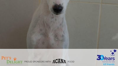 NAME: Scamper. SEX: Female. DATE OF BIRTH: 15.02.2020. SIZE (when fully grown): Medium. BREED: Mix. INFO: Scamper was found living on a building site with Buttons. She is a shy sweet puppy. Scamper is looking for a family who can build up her confidence in a home environment. For more information on adoption, call the office on 04 887 8739 Saturday, Tuesday, or Thursday 9am-1pm.