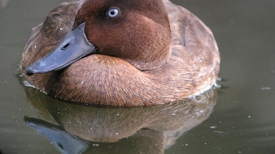 The world’s rarest duck, the Madagascar pochard, is on the rise thanks to a major conservation effort backed by the Mohamed bin Zayed Species Conservation Fund. Wam