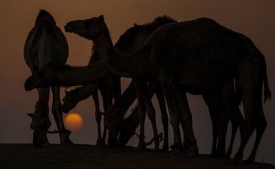 Camels graze at sunset, before the rising of the Buck Moon supermoon, outside of Dubai on July 13, 2022. EPA