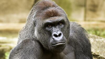 Harambe, the 17-year-old gorilla, was shot by Cincinnati Zoo staff. Jeff McCurry / Cincinnati Zoo / Cincinatti Enquirer via AP Photo