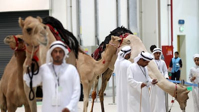 Camels are lined up for auction at Adihex. Pawan Singh / The National