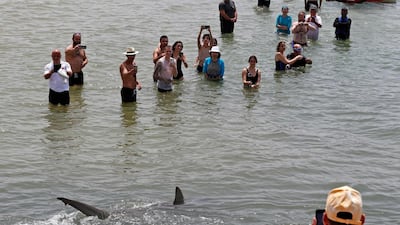Experts said the sharks' movements in the region during certain seasons might have something to do with their reproductive cycles. AFP