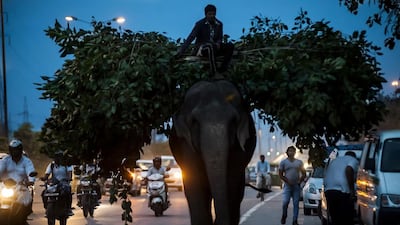 September 12, 2014. An elephant loaded with fodder pillaged from the city’s trees is ridden by a mahout on a busy road in New Delhi.