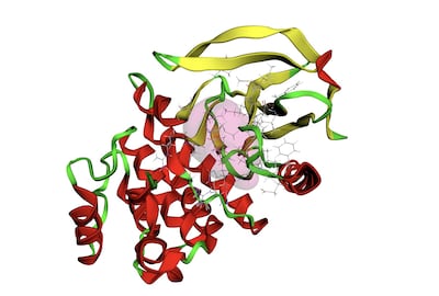 A 3D view of part of Bruton's tyrosine kinase, a protein that helps some blood cancer cells survive and grow. Photo: Supplied