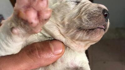 Pistachio, a puppy who was born with green fur on October 9 on a farm on the island of Sardinia, is seen in this handout picture made available to Reuters on October 21, 2020, in Pattada, Italy. REUTERS