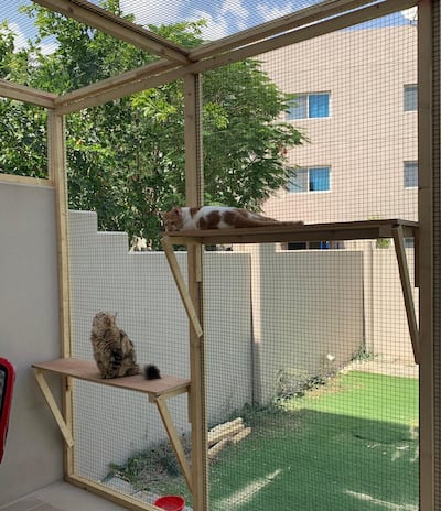 Evelyn Lau's cats Georgie and Zabeeb enjoying the catio