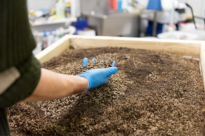 Better Origin harvests the larvae before they turn into flies. Photo: Better Origin
