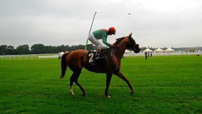 John Velazquez riding Animal Kingdom.