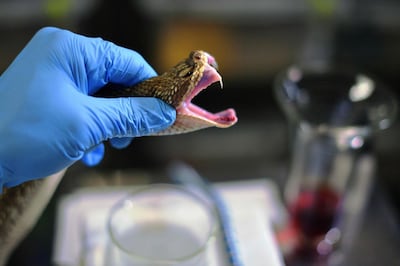 An expert extracts venom from a rattlesnake at the Butantan Institute in Sao Paulo, Brazil. Carl De Souza / AFP