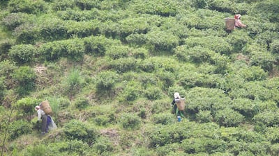 The panoramic view of a Darjeeling tea garden