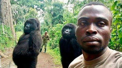 Park ranger Mathieu Shamavu takes a selfie with female orphaned gorillas Ndakazi and Ndeze on April 18, 2019. Virunga National Park via AP