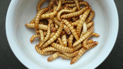 For insect farmers, the news was a shot in the arm. Getty Images