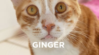 Ginger, age 4, male. Ginger used up one of his lives, surviving an accident with a truck. He fully recovered but needs an extra-caring hand and home to get him ready for his forever home. Only-cat household, no children